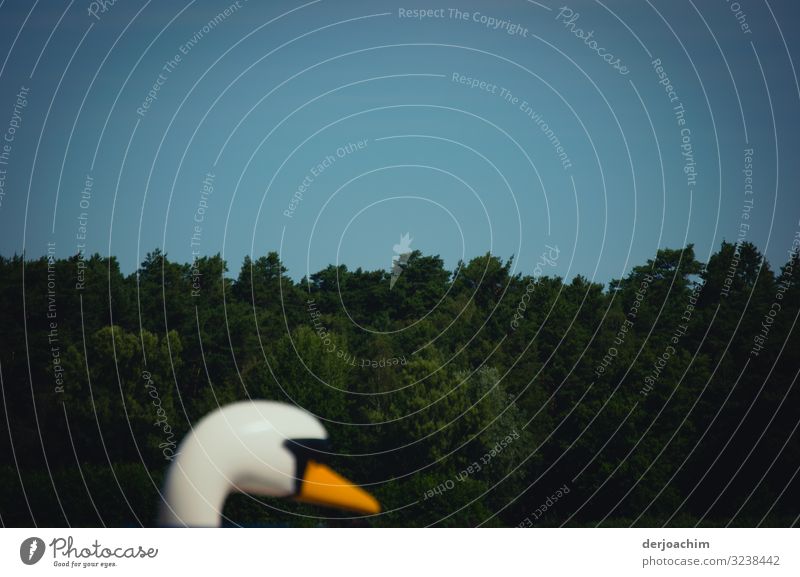 Curiously looks the head of a wooden swan to the edge of the picture . In the background much green and blue sky. Joy Harmonious Environment Summer