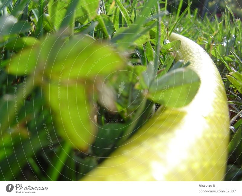 yellowSnake Hose Garden hose Yellow Green Water hose Clover Macro (Extreme close-up) Close-up