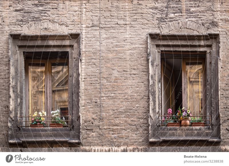 Windows decorated with flowers in the old town quarter flower decoration window decoration Old building reflection allure House (Residential Structure)