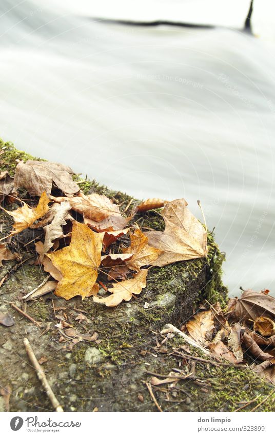 autumn Environment Nature Autumn Leaf River bank cong river To dry up Cold Hissing Flow Limp Heap Yellow-gold Colour photo Exterior shot Close-up Deserted