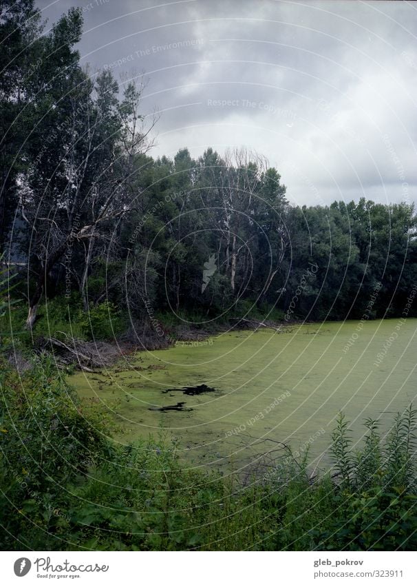 Doc #fairy lake Nature Landscape Plant Earth Water Cloudless sky Summer Weather Beautiful weather Fog Tree Wild plant Exotic Forest Lake Euphoria Might Peace