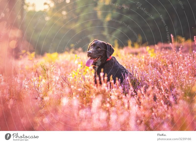 Me like it here Environment Nature Plant Sunlight Autumn Flower Meadow Field Animal Pet Dog 1 Happiness Beautiful Kitsch Cute Joy Happy Joie de vivre (Vitality)