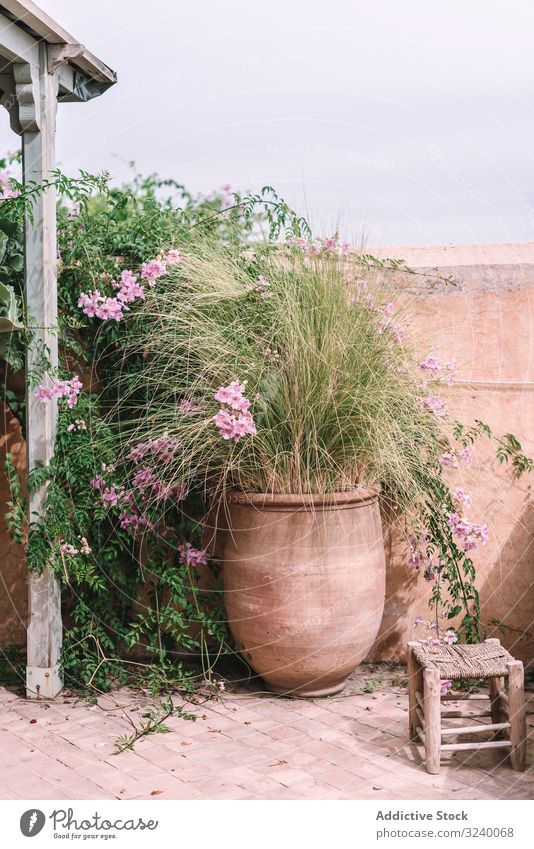 Plants and sofa on terrace plant tropical umbrella comfort decor hotel marrakesh morocco building house exotic growth vegetation furniture architecture nobody