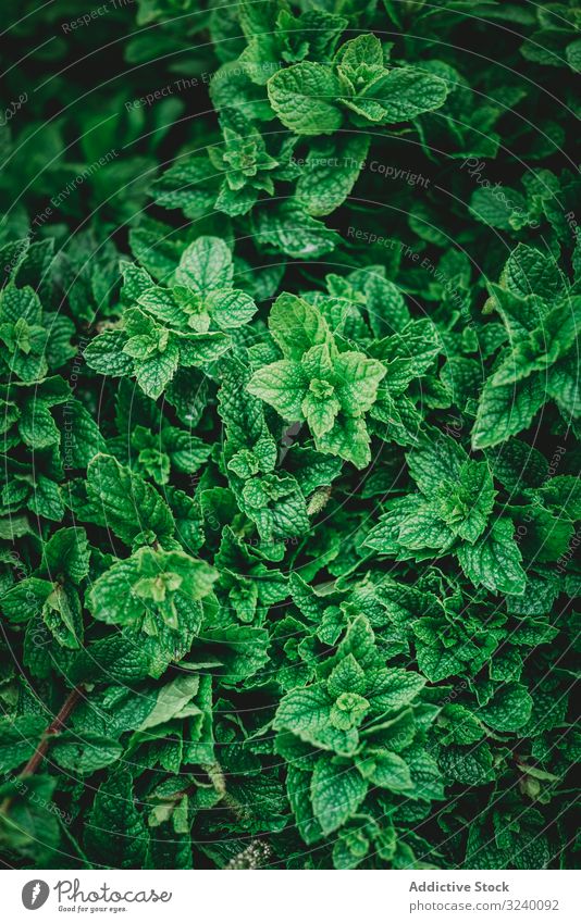 Leaves of mint bush in garden leaf green aroma spice plant growth marrakesh morocco herb natural organic raw ripe seasoning lush greenery peppermint fresh