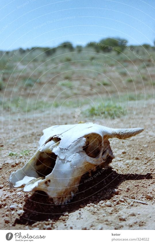 roadkill Environment Animal Sun Climate change Warmth Drought Road traffic Traffic accident Signage Warning sign To dry up Wait Old Disgust Creepy White Boredom