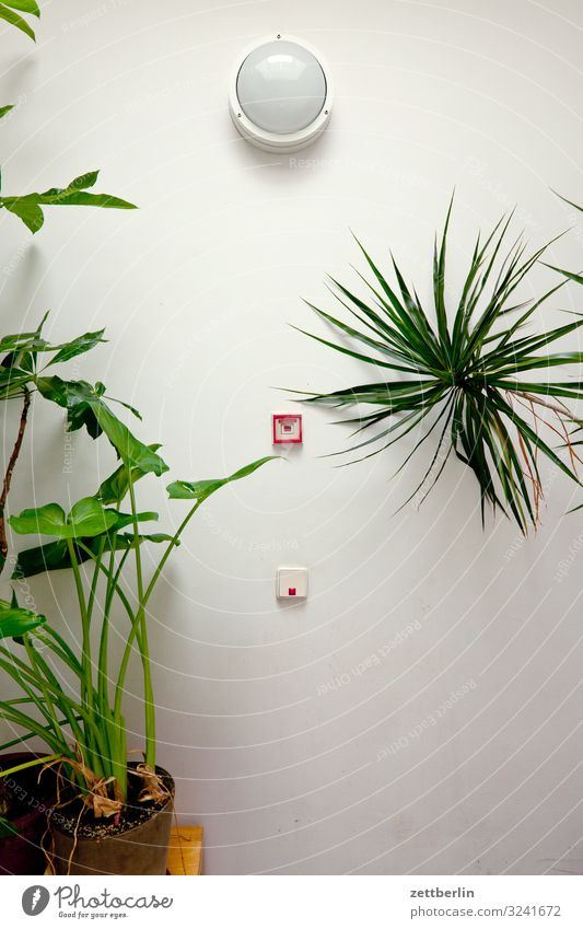 Plants in the staircase House (Residential Structure) Apartment house Deserted Town house (City: Block of flats) Palm tree Copy Space Pot plant Stairs