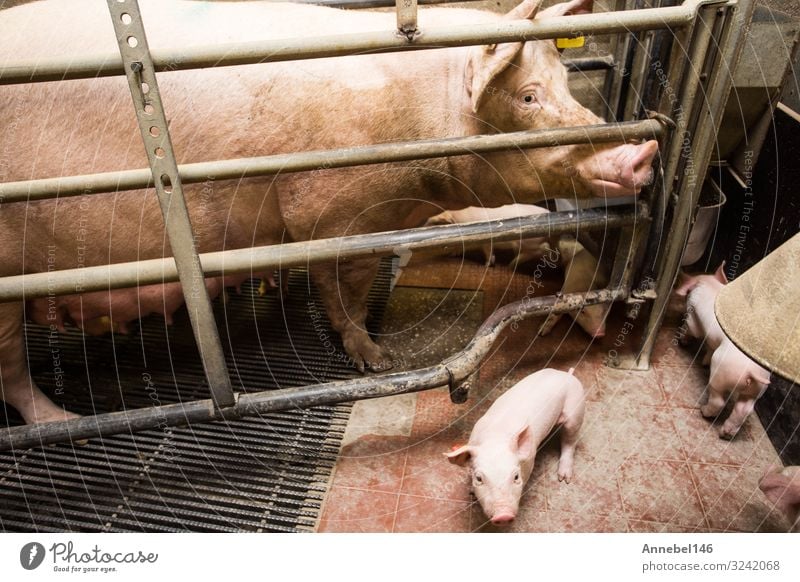 Mother pig locked in a cage with her piglets on a breeding farm Meat Factory Baby Adults Group Nature Animal Feeding Sleep Growth Dirty Cute Pregnant Pink Farm