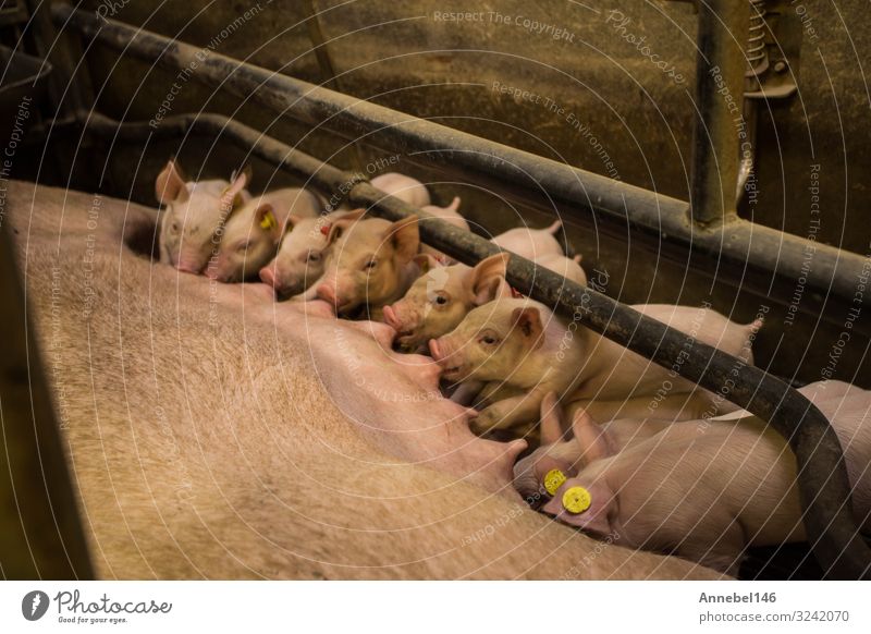 Mother pig locked in a cage with her piglets on a breeding farm Meat Factory Baby Adults Group Nature Animal Feeding Sleep Growth Dirty Cute Pregnant Pink Farm