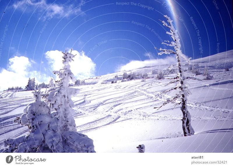 dirty slope Tree Fir tree Clouds Snow Mountain Skiing freeride Blue Sky Snow track Ski resort Ski run Beautiful weather Blue sky Deep snow