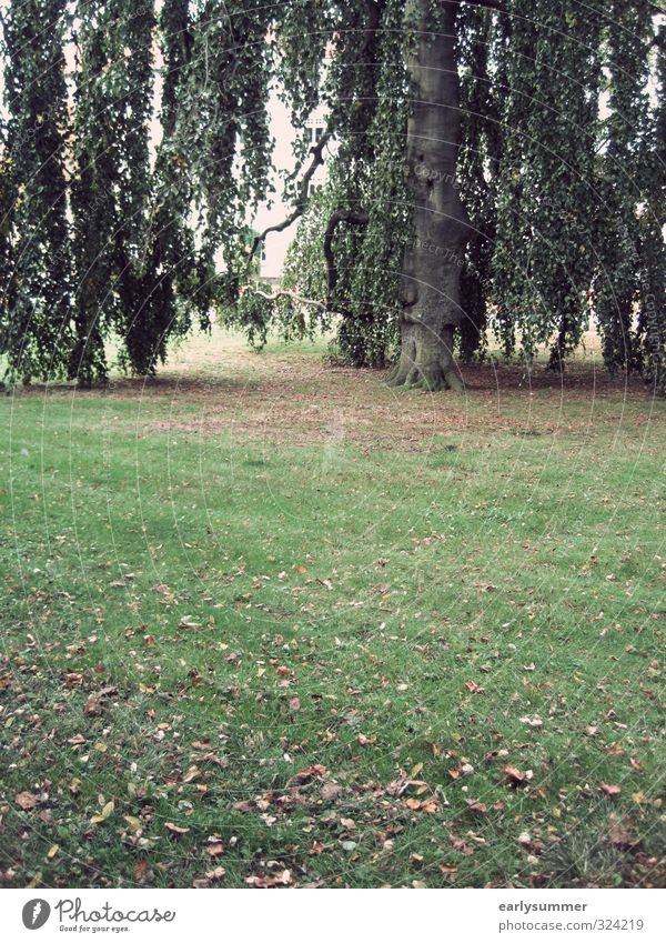 Around the summer mourning willow Environment Nature Plant Autumn Climate Tree Leaf Garden Park Meadow Sadness Grief Weeping willow Autumn leaves Autumnal