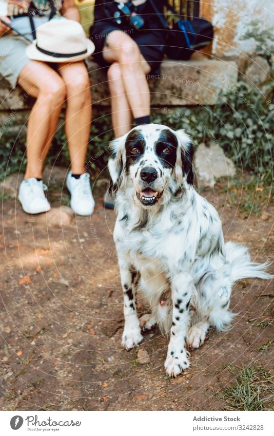 Black and white fluffy dog on ground looking at camera people pet summer cheerful animal together nature domestic canine cute owner active care casual content