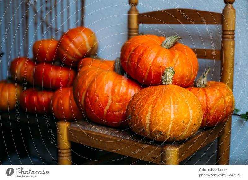 Shiny orange pumpkins composed on chairs harvest autumn fall vibrant holiday arrangement collection crop agriculture fresh carving detox halloween healthy