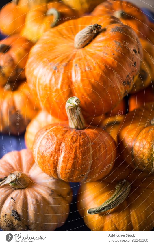 Pile of fresh ripe orange pumpkins on table harvest autumn holiday pile thanksgiving vegetable october fall vegetarian crop halloween healthy symbol food detox