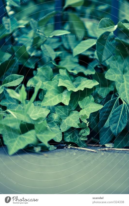 Plant Green Nature Summer Emotions Calm Contentment Lignano Colour photo Exterior shot Detail Day Light Shallow depth of field flowers Stalk Blossom leave