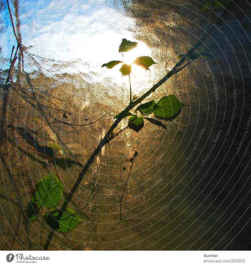 Insite/Outside Plant Blue Gold White Tendril Leaf Sky Pane Blur Colour photo Interior shot Structures and shapes Deserted Copy Space right Morning Evening Light