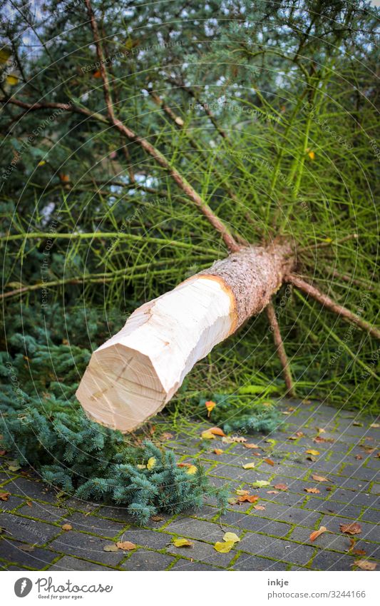 beaten Christmas & Advent Agriculture Forestry Autumn Winter Tree Fir tree Coniferous trees Tree trunk Lie Fresh Trade Bleak Fallen Tree felling Christmas tree