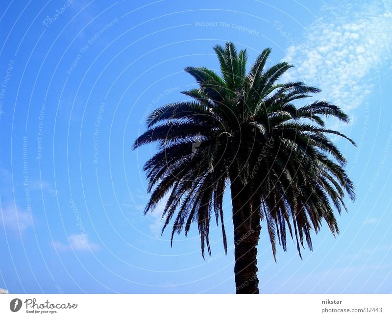 la palm Palm tree Beach Summer Plant Tree Green Leaf Sun Blue Sky Beautiful weather Tree trunk