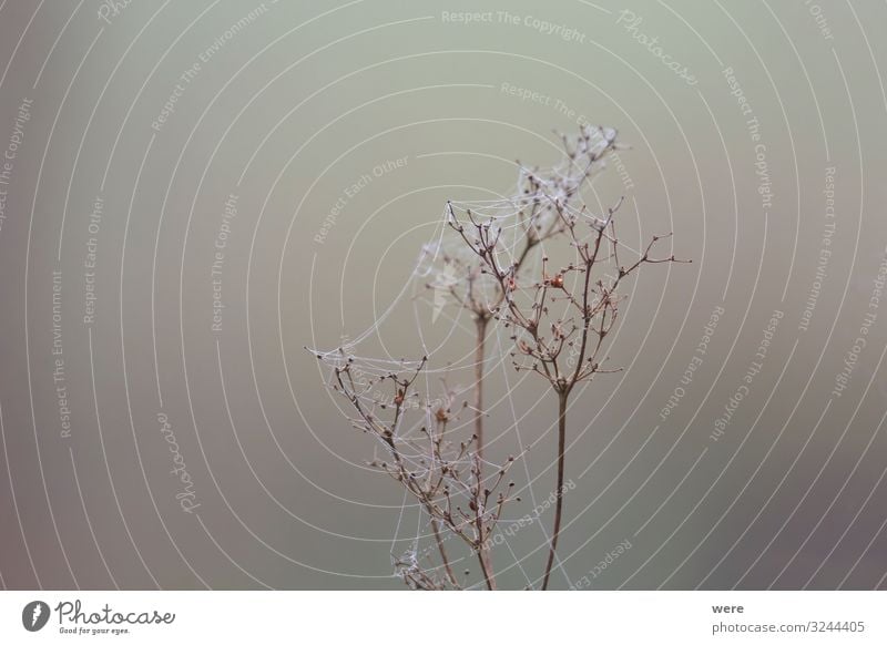 Dried seeds of meadowsweet Nature Plant Field Old Wet cobwebs copy space dewy dried forest Glitter landscape morning morning crap nobody tranquil scene