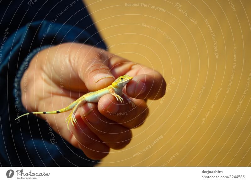 Run in. A small yellow lizard on the hand. Joy Relaxation Trip Nature Summer Beautiful weather Virgin forest Queensland Australia Wild animal Saurians 1 Animal