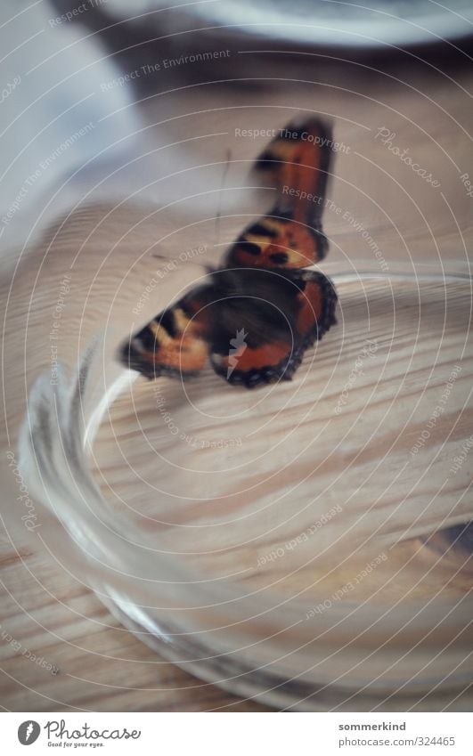 Freiheits/t/räume Nature Animal Autumn Wild animal Butterfly Wing 1 Wood Glass Brown Orange Fisheye Distorted Glass ball Texture of wood Window board