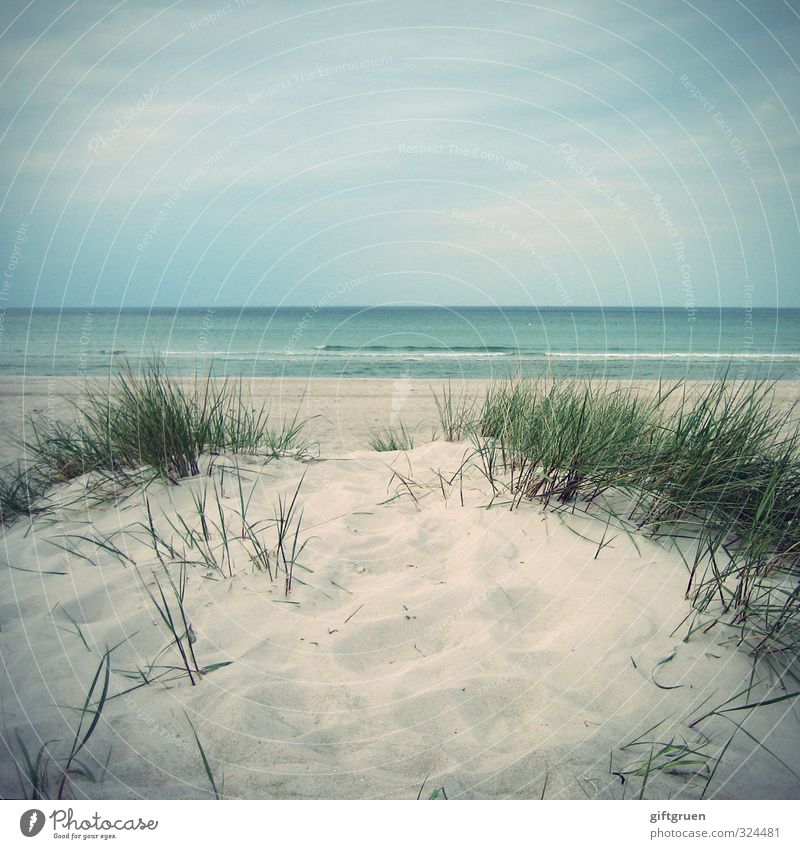 Down by the Sea Environment Nature Landscape Plant Elements Sand Water Sky Grass Foliage plant Waves Coast Beach Far-off places Baltic Sea Dune Land Feature