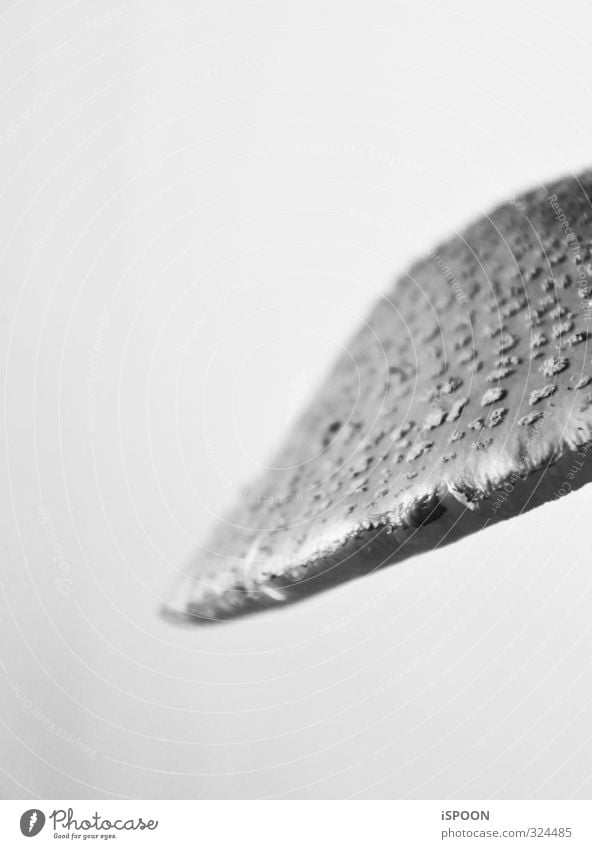 mushroom Mushroom Growth Fantastic Near Above Beautiful Gray Hat Speckled Black & white photo Interior shot Macro (Extreme close-up) Artificial light Contrast