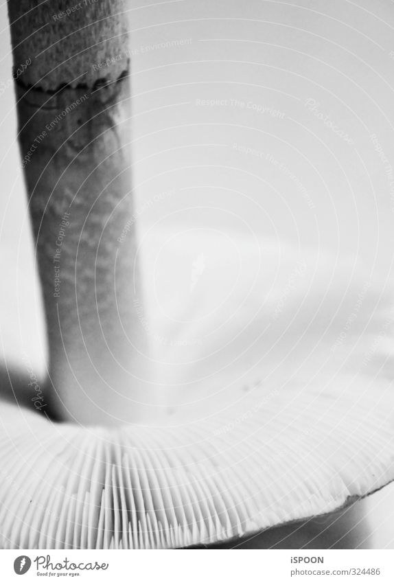 Mushroom II Mushroom cap To dry up Growth Under Gray Autumnal Black & white photo Interior shot Macro (Extreme close-up) Artificial light Contrast Silhouette