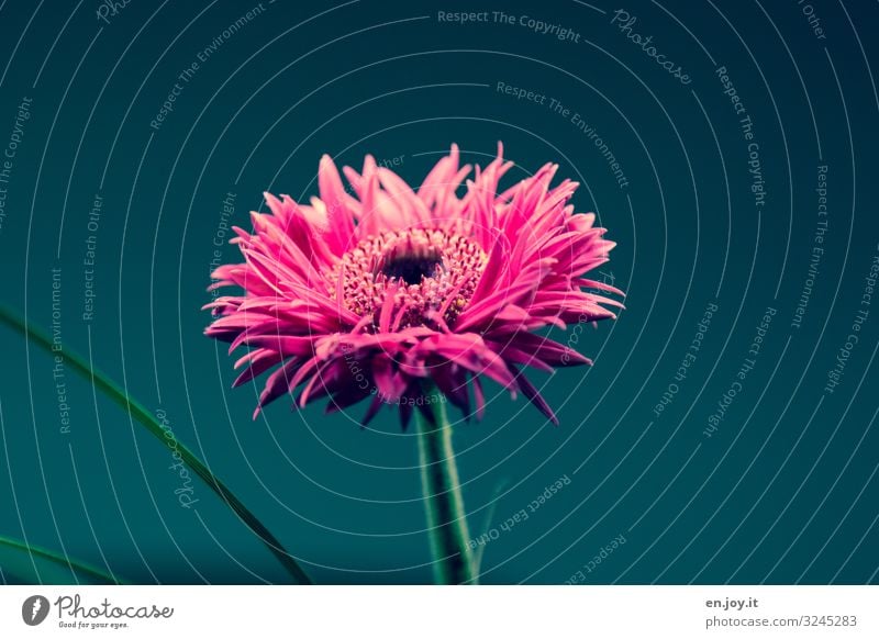 little flowers Spring Flower Blossom Bouquet Blossoming Beautiful Pink Kitsch Joie de vivre (Vitality) Gerbera Colour photo Multicoloured Interior shot Close-up