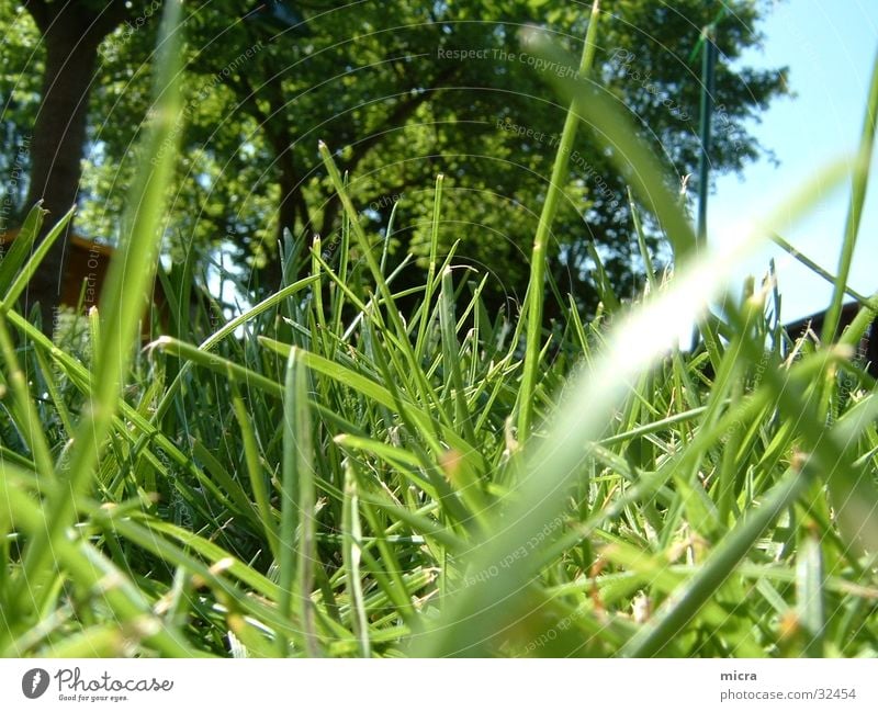 grass forest Grass Meadow Tree Green Lawn Garden