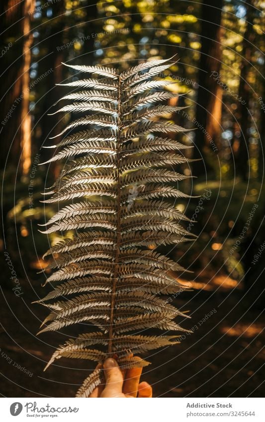 Leaf of fern in hand at pine forest frond leaf trees red wood new zealand holding green natural lush foliage plant wild leaves fresh botany growing wilderness