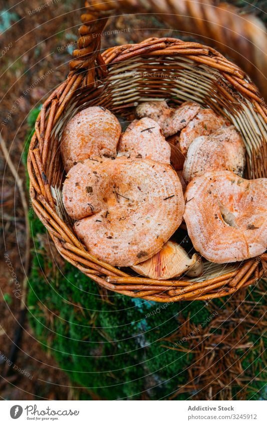 Saffron milk cup mushroom (lactarious deliciosus) in a basket autumn background brown delicious diet edible food fresh funghi fungus gourmet healthy lactarius