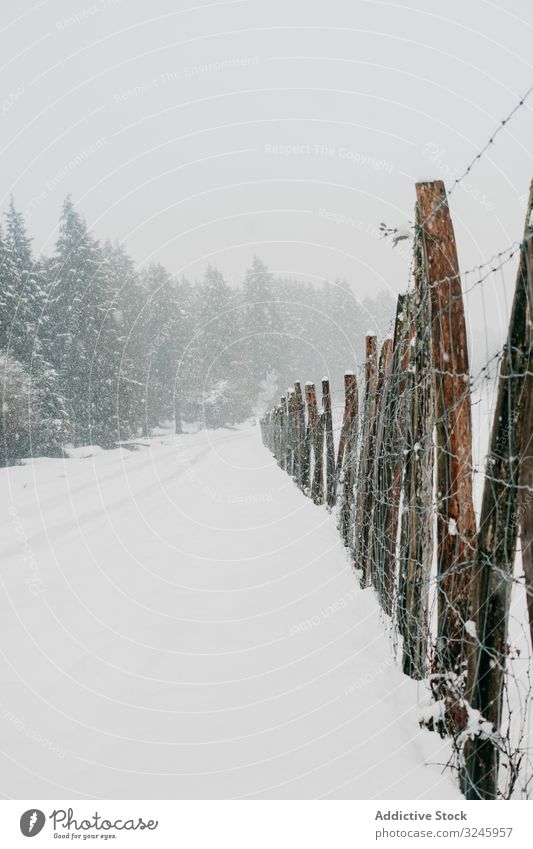 Winter forest with snowy trees leafless frozen frost winter woods quiet bended leaning norway tranquil nature silent landscape empty minimalist season weather