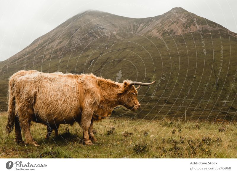 Highland cow grazing in green grassland at foot of mountain meadow highland cattle symbol animal scotland domestic bovine mammal pasture hill fluffy countryside