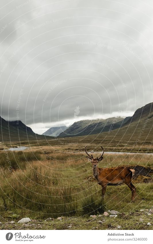 Beautiful deer on Scottish pasture stag field scotland highland mountain hill meadow grass cloudy landscape scottish highlands summer sky nature countryside