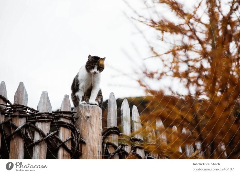 Cat sitting on fence on sunny autumn day cat sky feline nature tree pet village season vacation fluffy fur cute furry animal mammal rural domestic countryside