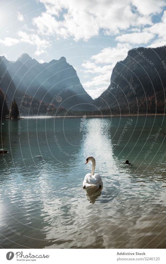 Swans in lake amidst beautiful forest and mountains swan nature water landscape summer idyllic sky travel scenic tranquil rock view tourism countryside valley