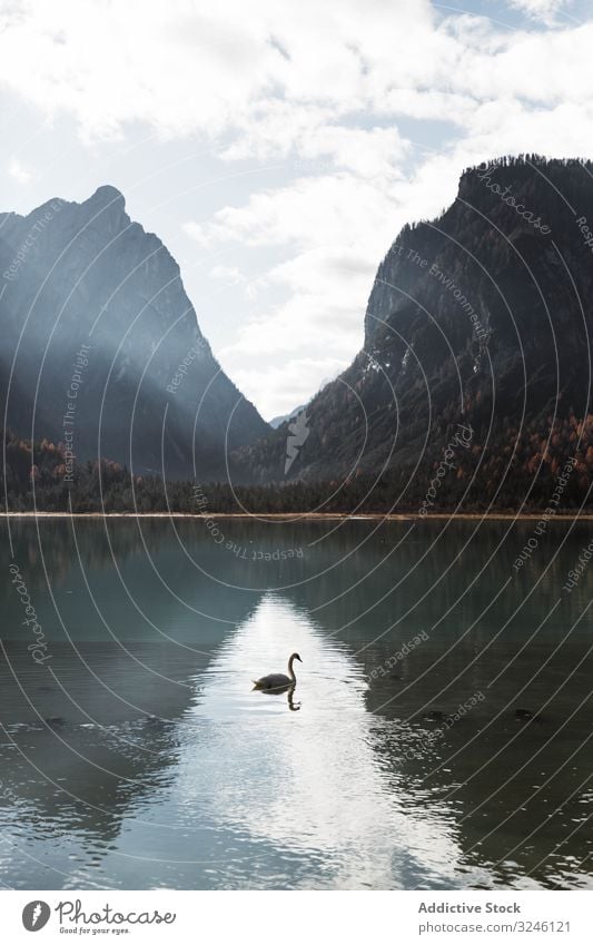 Swans in lake amidst beautiful forest and mountains swan nature water landscape summer idyllic sky travel scenic tranquil rock view tourism countryside valley