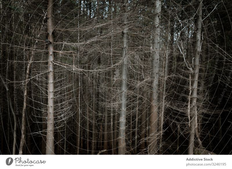 High tall trees in forest park ireland nature leafless trunks empty mystery landscape tollymore bryansford newcastle scenic wood explore woodland countryside