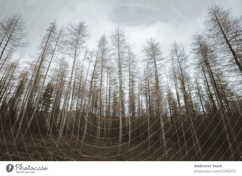 High tall trees in forest park ireland nature leafless trunks empty mystery landscape tollymore bryansford newcastle scenic wood explore woodland countryside