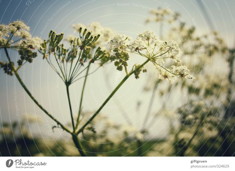 sparkling summer Plant Sky Beautiful weather Flower Blossom Meadow Blossoming Common Yarrow Herbaceous plants Summer Part of the plant Growth Warmth