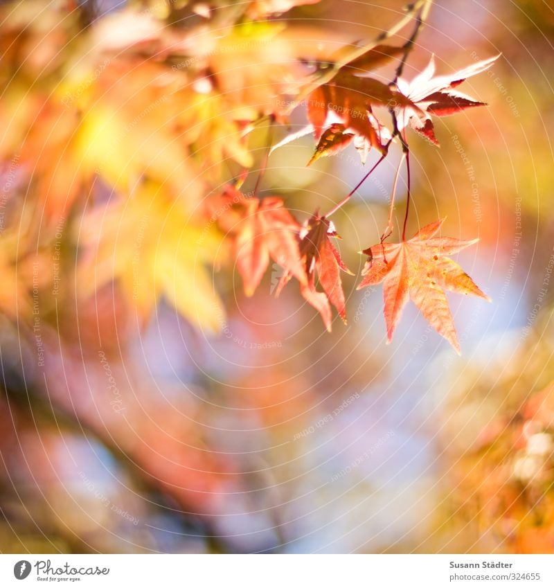 autumn Sun Leaf Happiness Multicoloured Autumnal Autumnal colours Early fall Autumnal weather Stars Maple tree Exterior shot Day Contrast Sunlight