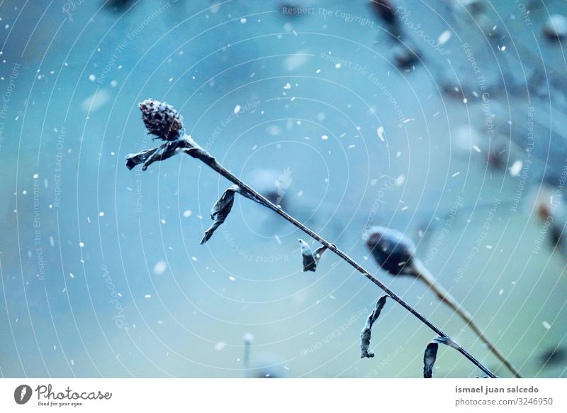 snow on the plant in the nature, cold and white days in winter Plant Flower Snow Ice Cold Frost Frozen White Garden Floral Nature Natural Beauty Photography