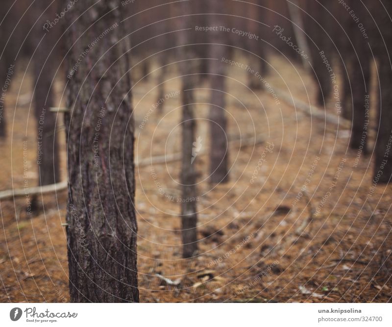 forest. trees. not see. Nature Forest Dark Natural Gloomy freelens Irritation Blur Colour photo Subdued colour Exterior shot Deserted Copy Space right Day