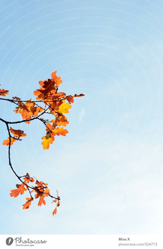 Autumn from left Cloudless sky Weather Beautiful weather Tree Leaf Gold Transience Autumn leaves Oak tree Oak leaf Branch Twig Early fall Autumnal colours