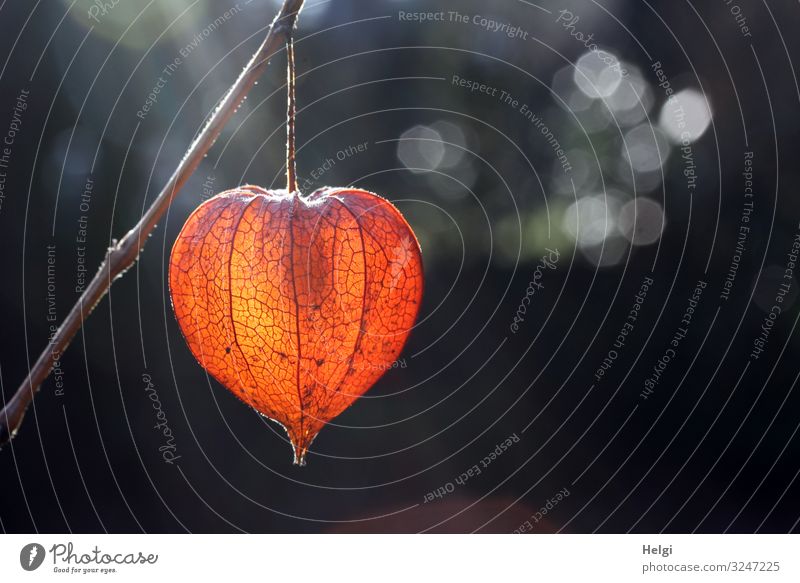 Fruit body of a lampion flower glows in the backlight against a dark background with Bokeh Environment Nature Plant Autumn Chinese lantern flower Seed head