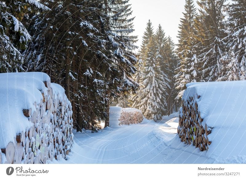 winter forest Trip Winter Snow Winter vacation Christmas & Advent New Year's Eve Winter sports Agriculture Forestry Logistics Nature Landscape Sky