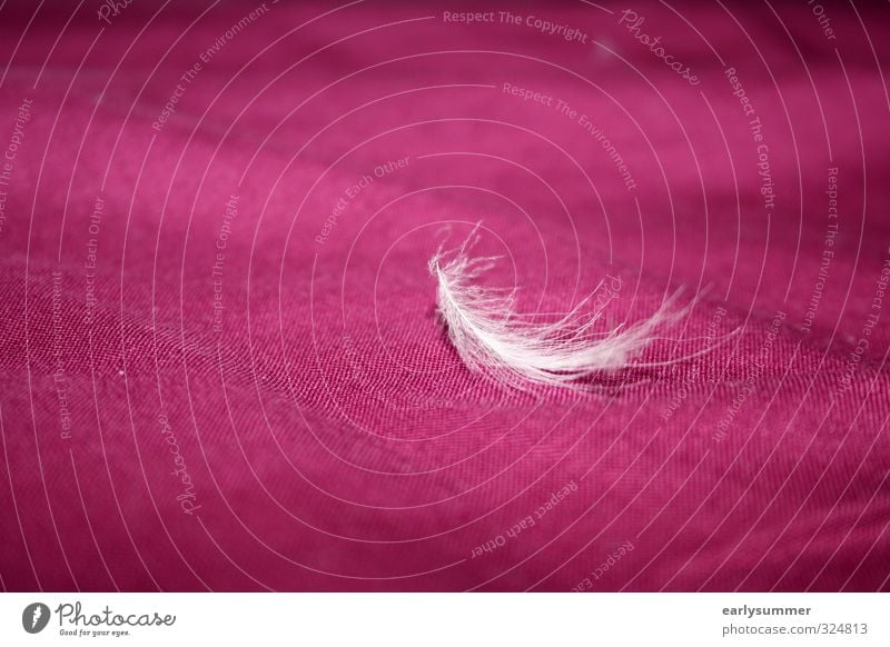 Spring on bed Feather Bed White Sheet purple pink Macro (Extreme close-up) depth blur Quilt