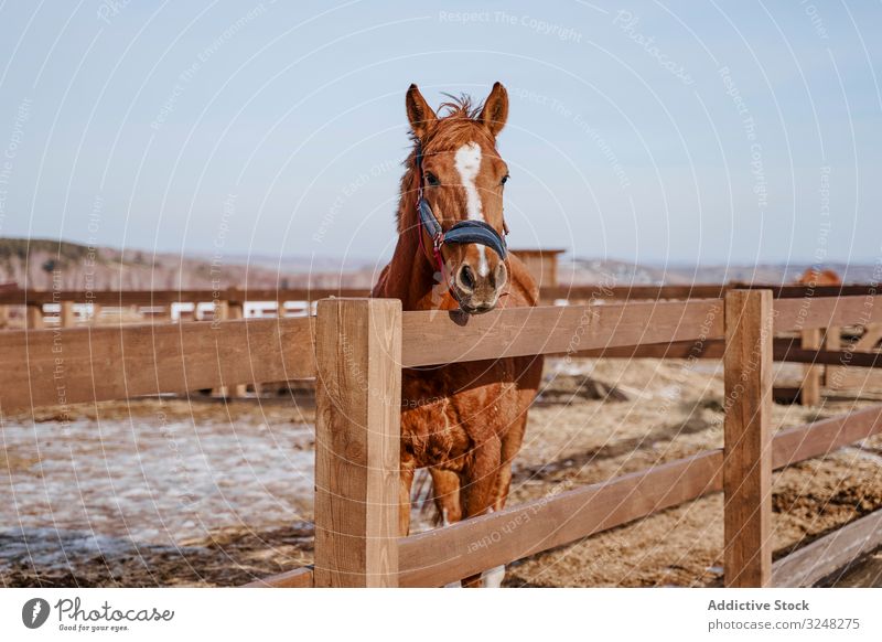 Brown horse in snaffle behind wooden fence pet stallion animal care nature mammal bridle farm saddle horseback pasture field brown countryside hippodrome equine