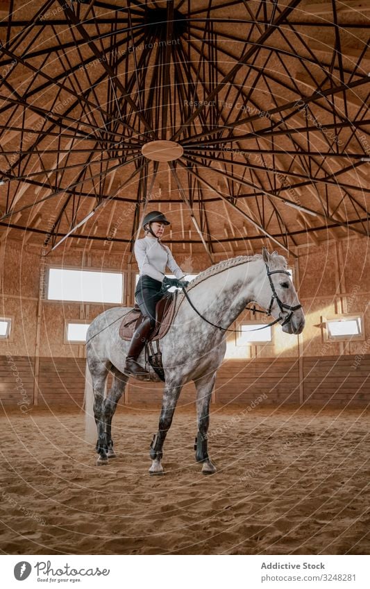 Rider riding dapple gray horse in round arena horsewoman stallion pet animal care nature saddle mammal bridle farm horseback equine kind equestrian muzzle