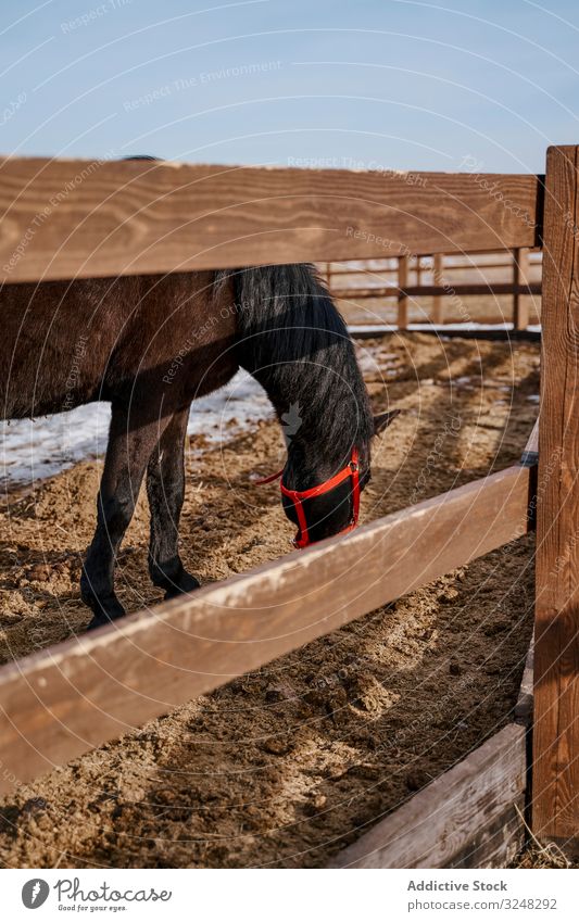 Brown horse in snaffle behind wooden fence pet stallion animal care nature mammal bridle farm saddle horseback pasture field brown countryside hippodrome equine